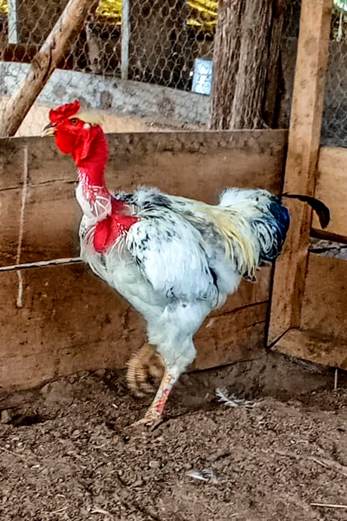 WhatsApp Image 2025-04-03 at 7.35.08 PM copia.jpg